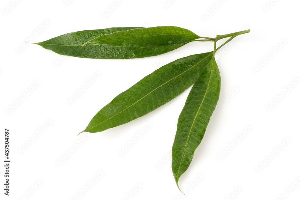 Mango green eaves isolated on white background. Mango green eaves isolated on white background.