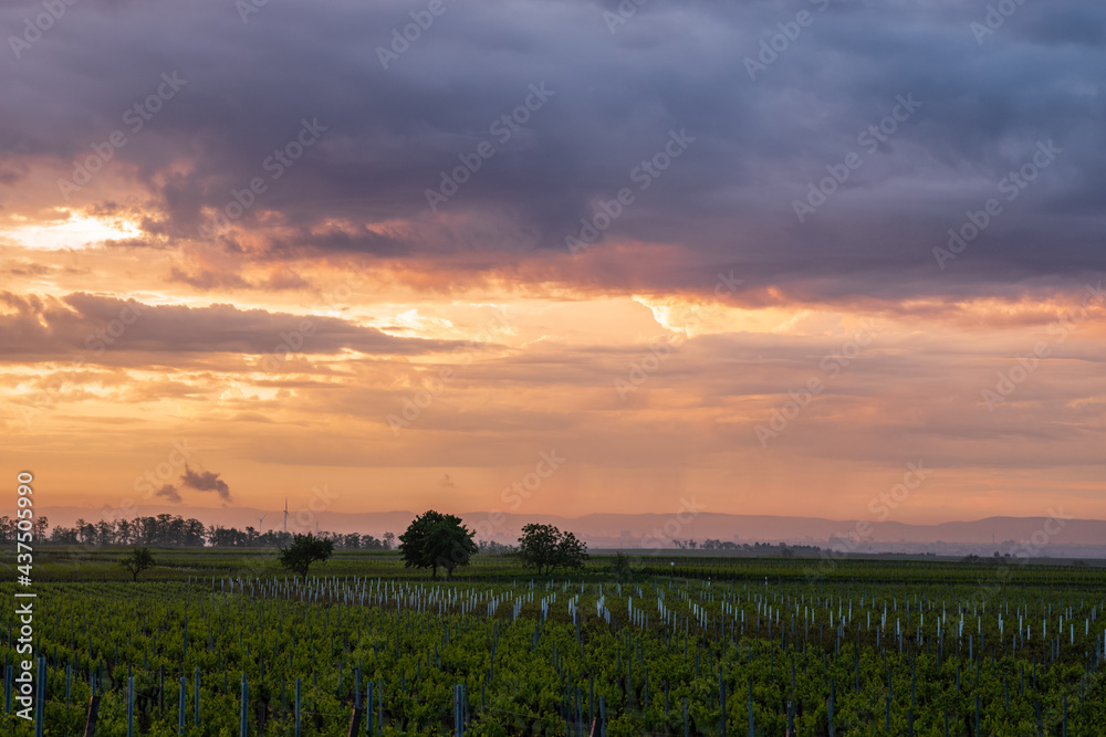 vineyard in the sunrise