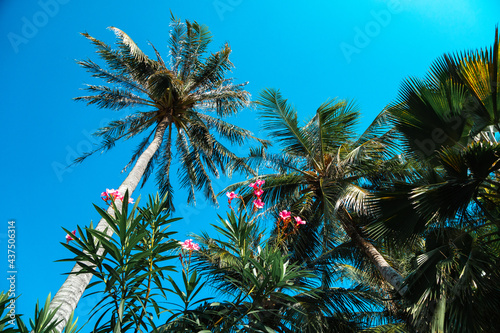 Lush green palm trees with blue sky in the background on a tropical exotic island on a sunny bright day. © SeaRain