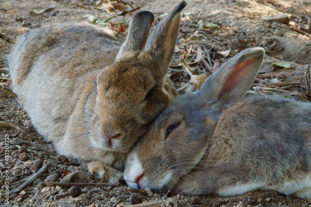 Fototapeta premium 昼寝中のうさぎ