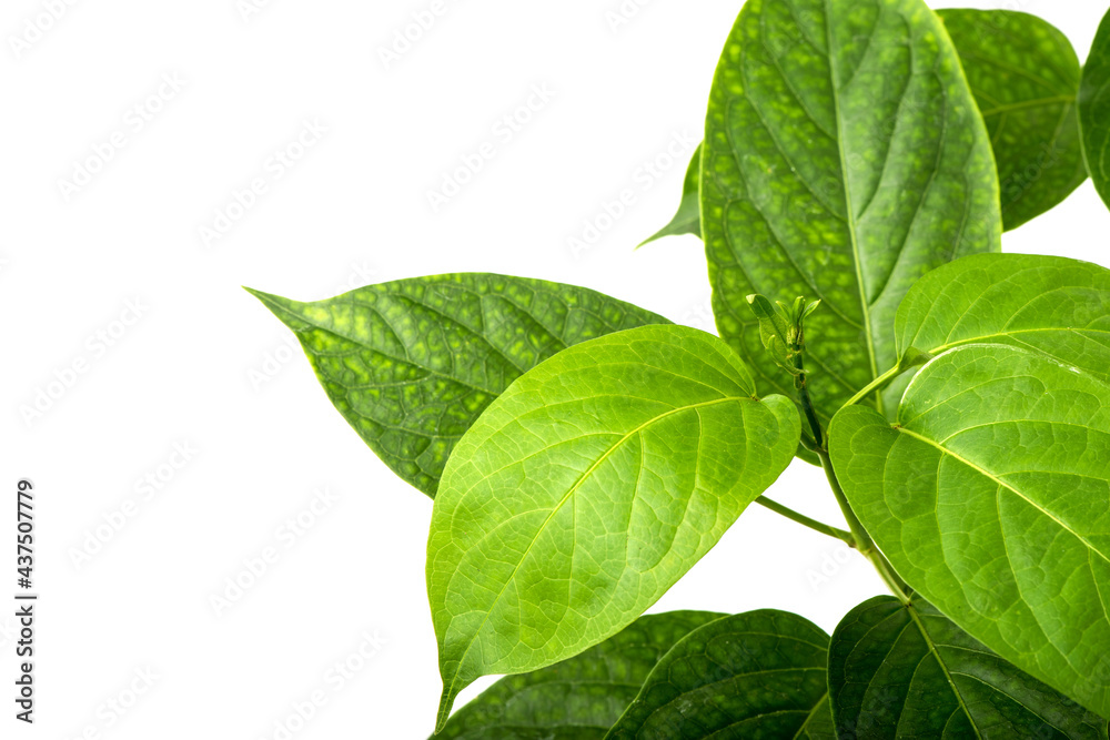 Fototapeta premium Gymnema inodorum green leaves isolated on white background.top view,flat lay.