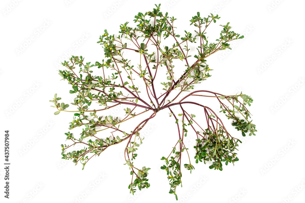 Obraz premium Purslane or pigweed purslane branch flowers and green leaves isolated on white background.top view,flat lay.