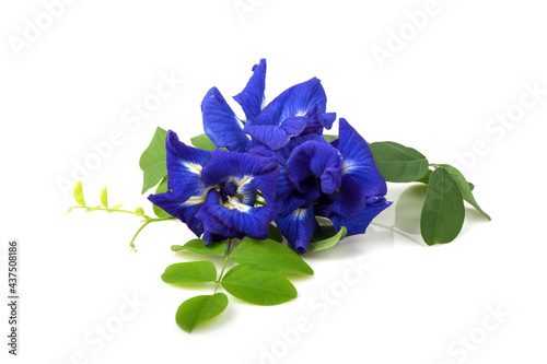 Butterfly pea flowers isolated on white background.