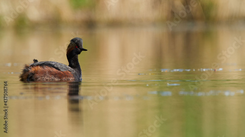 wildlife photo of a Black-necked Grebe - Podiceps nigricollis