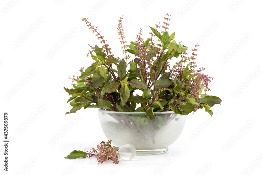 Holy basil or Sacred basil isolated on white background.