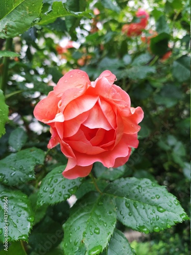 pink rose in garden