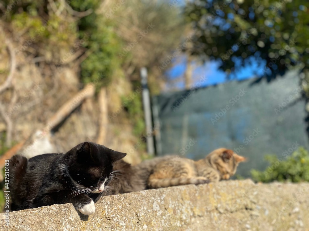 two dogs playing in the park