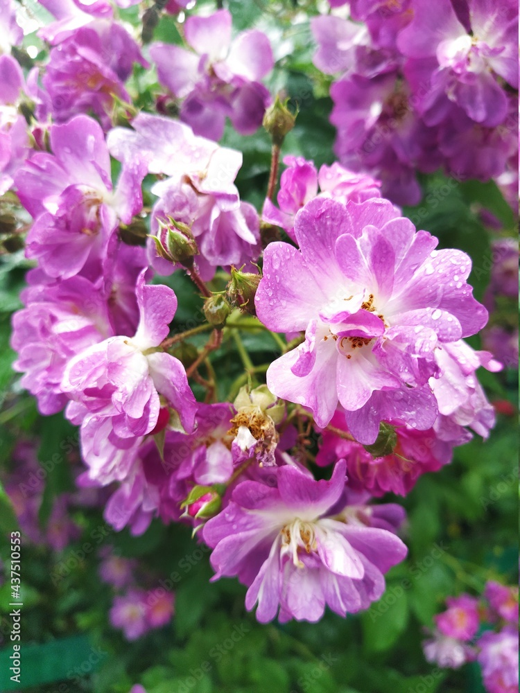 Obraz premium pink flowers