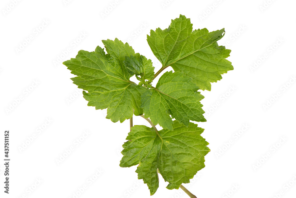 Patchouli or pogostemon cablin,green leaves isolated on white background.top view,flat lay. Patchouli or pogostemon cablin,green leaves isolated on white background.top view,flat lay.