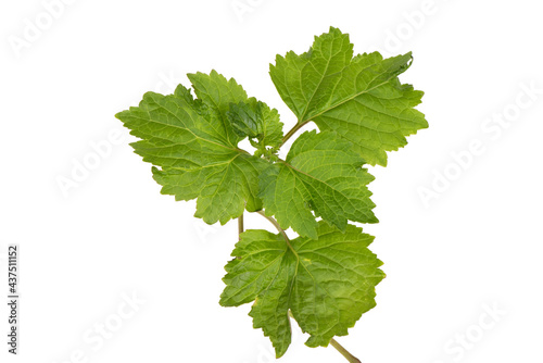 Patchouli or pogostemon cablin,green leaves isolated on white background.top view,flat lay.
