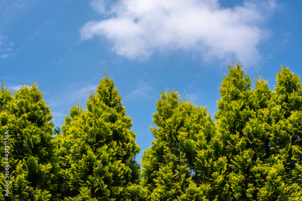 Blue sky and green trees background