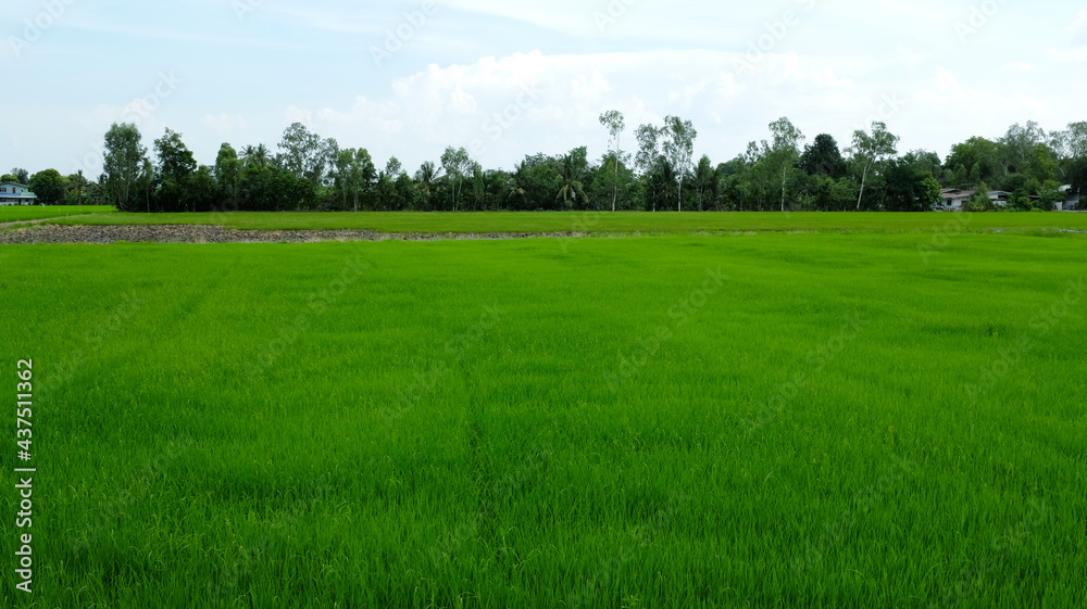 landscape fields and beautiful blue sky background in countryside landscape of japan looks fresh and perfect agriculture.