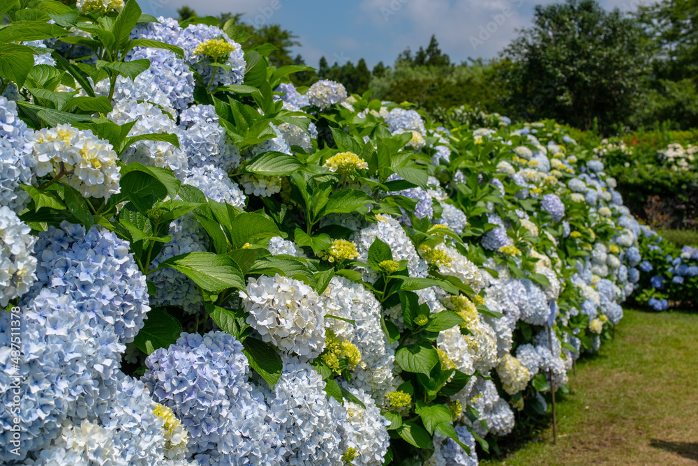 There are many of beautiful hydrangea in Jeju island.