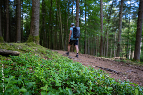 Wandern im Schwarzwald 