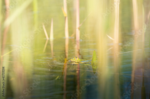 Ein Wasserfrosch in einem Teich in einem Naturschutzgebiet an der Reuss, in der Schweiz