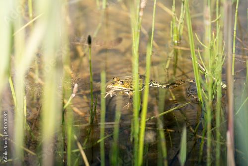 Ein Wasserfrosch in einem Teich in einem Naturschutzgebiet an der Reuss, in der Schweiz