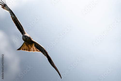 Ein fliegender Roter Milan, Greifvogel vor blauem Himmel mit Sonne