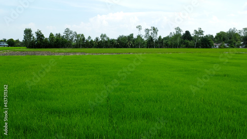 landscape fields and beautiful blue sky background in countryside landscape of japan looks fresh and perfect agriculture.
