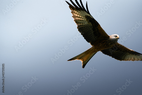 Ein fliegender Roter Milan, Greifvogel vor blauem Himmel mit Sonne