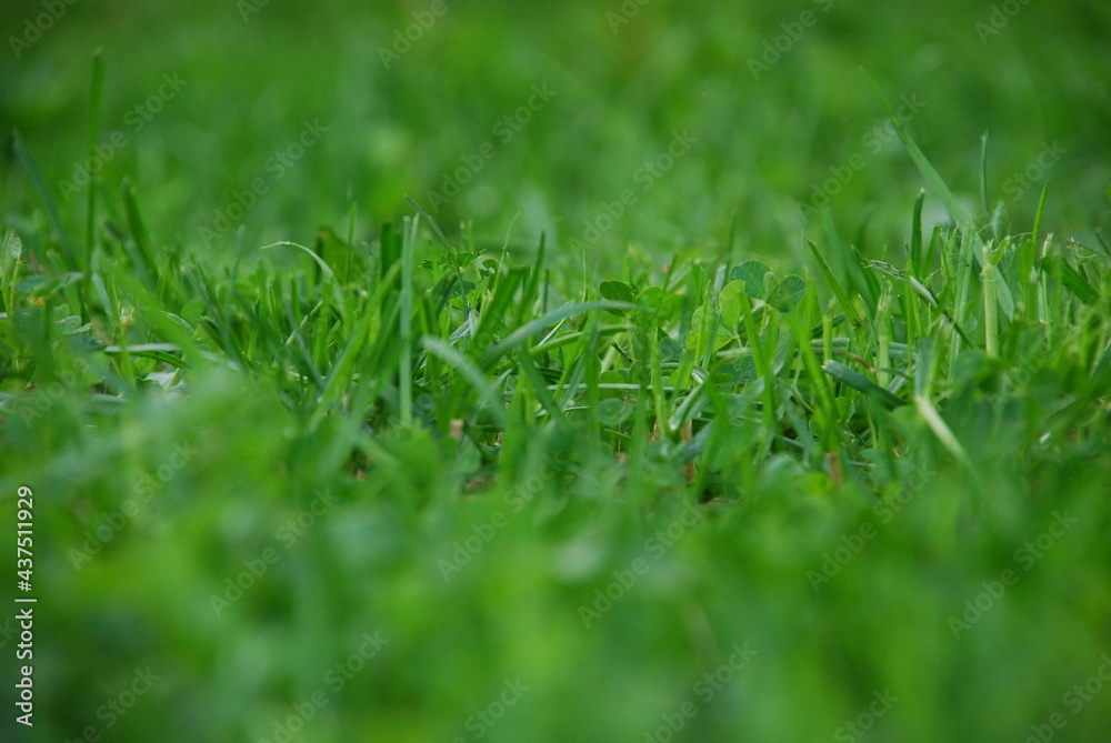 Green background from freshly cut grass. Close-up on small shoots of green lawn grass. The blades are short with jagged ends after they have been cut. Green background from freshly cut grass. Close-up on small shoots of green lawn grass. The blades are short with jagged ends after they have been cut.
