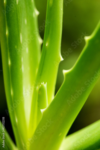 Aloe vera green leaves on nature background.
