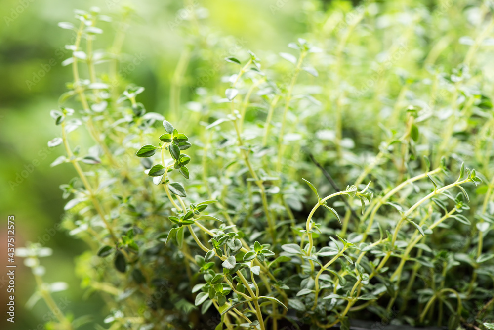 Thyme branch green leaves on nature background. Thyme branch green leaves on nature background.