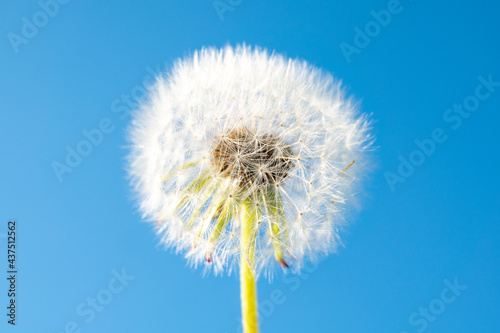 White dandelion closeup against blue sky on sun