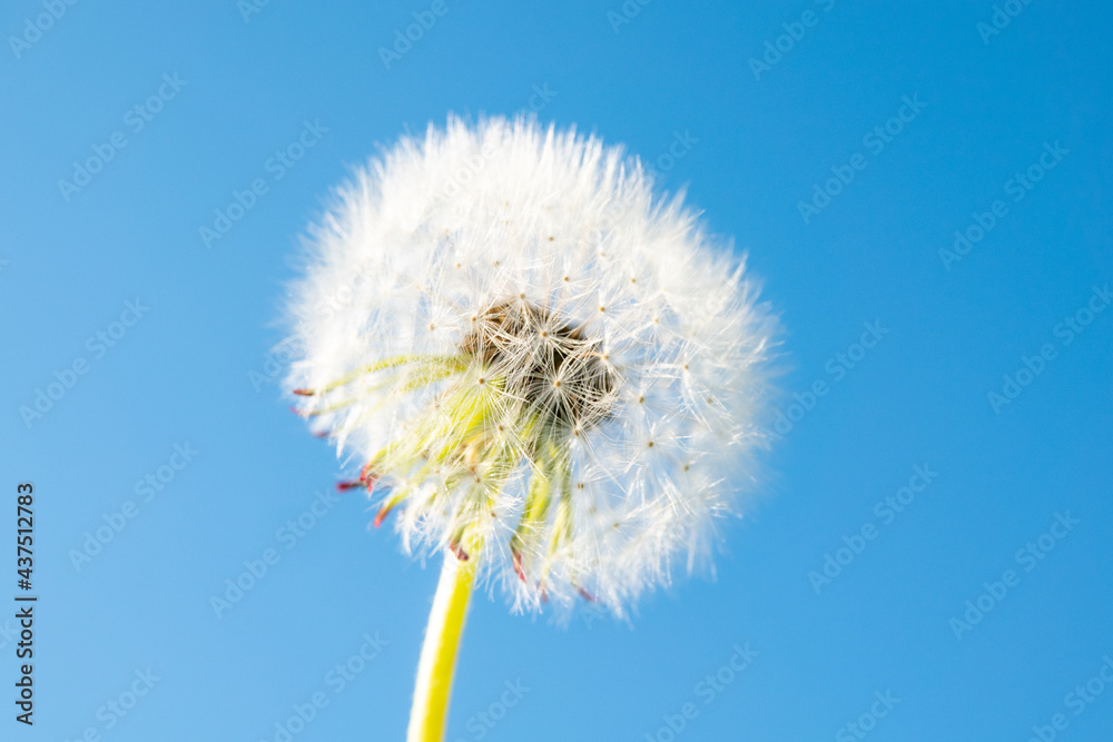 White dandelion closeup against blue sky on sun