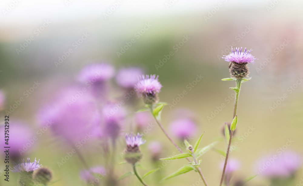 Knapweed Knapweed