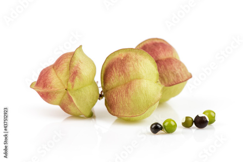 Fototapeta Naklejka Na Ścianę i Meble -  Balloon vine or cardiospermum halicacabum branch fruits and seeds isolated on white background.