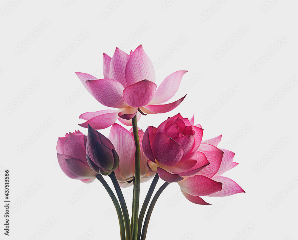 pink royal lotus flowers on white background,isolated pink royal lotus flowers on white background,isolated
