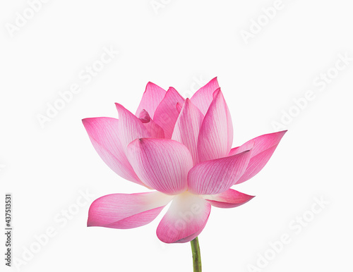 Fototapeta Naklejka Na Ścianę i Meble -  royal lotus flower isolated on white background