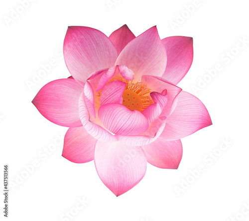 pink royal lotus flower on white background(top view)