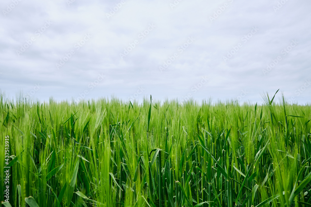 A crop field.