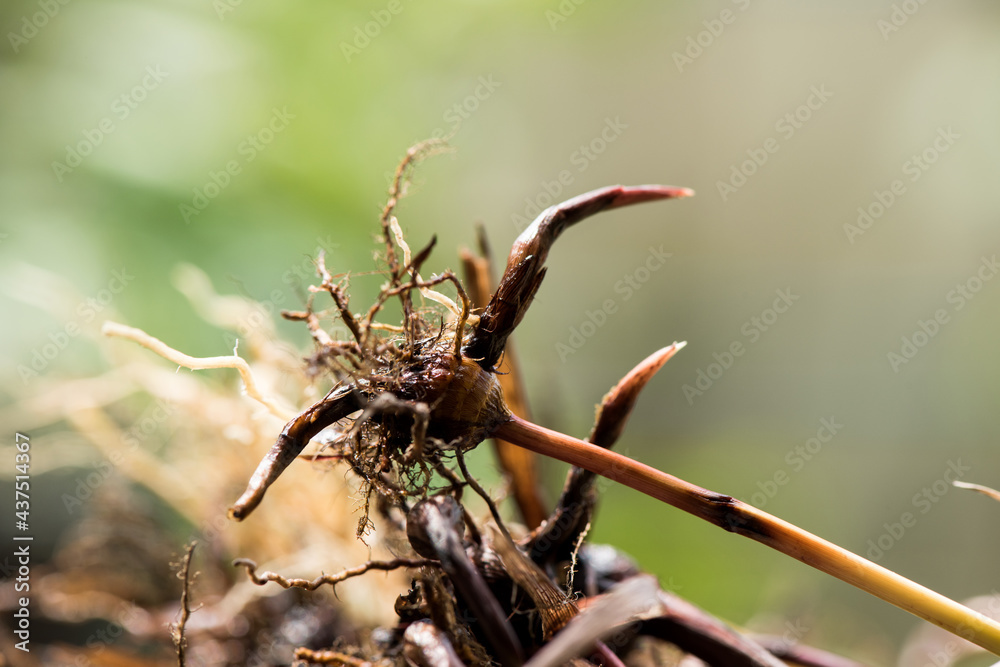 Nut grass ,head and roots isolated on white background. Nut grass ,head and roots isolated on white background.
