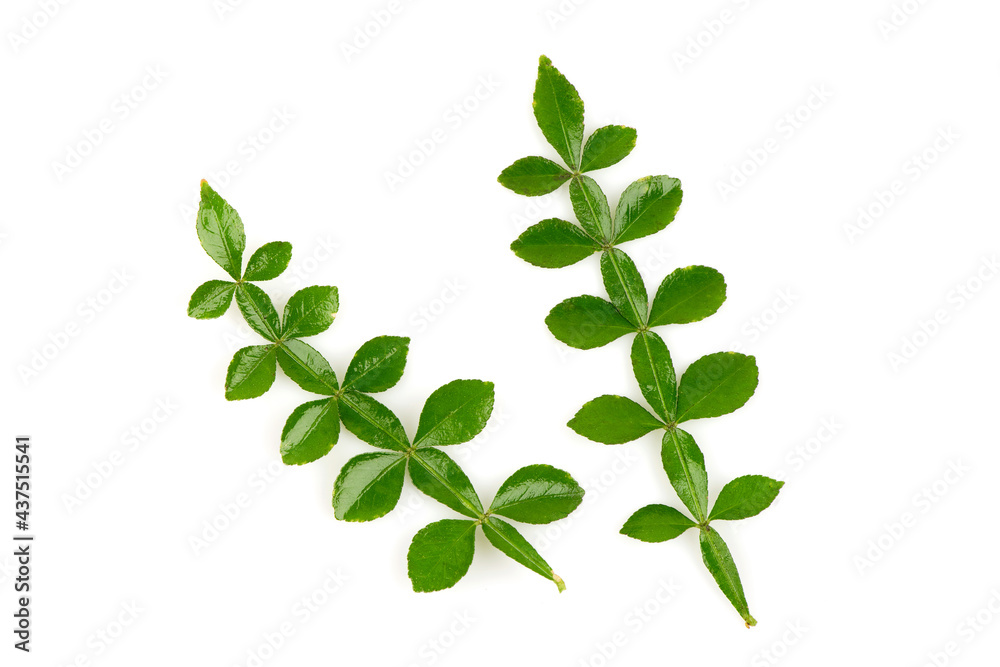 Thanaka green leaves isolated on white background.top view,flat lay. Thanaka green leaves isolated on white background.top view,flat lay.