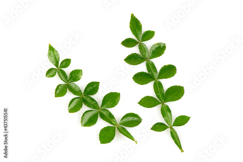 Thanaka green leaves isolated on white background.top view,flat lay.