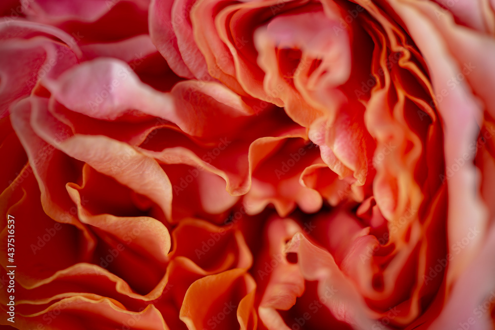Red flower in bloom with many curled petals abstract texture background Red flower in bloom with many curled petals abstract texture background