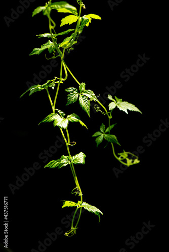 Gynostemma pentaphyllum or jiaoguland branch green leaves on black background.