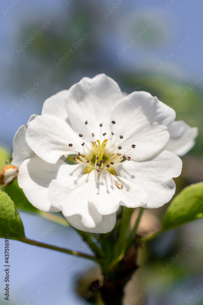 macro photo of blooming pear blossoms on a nice sunny day