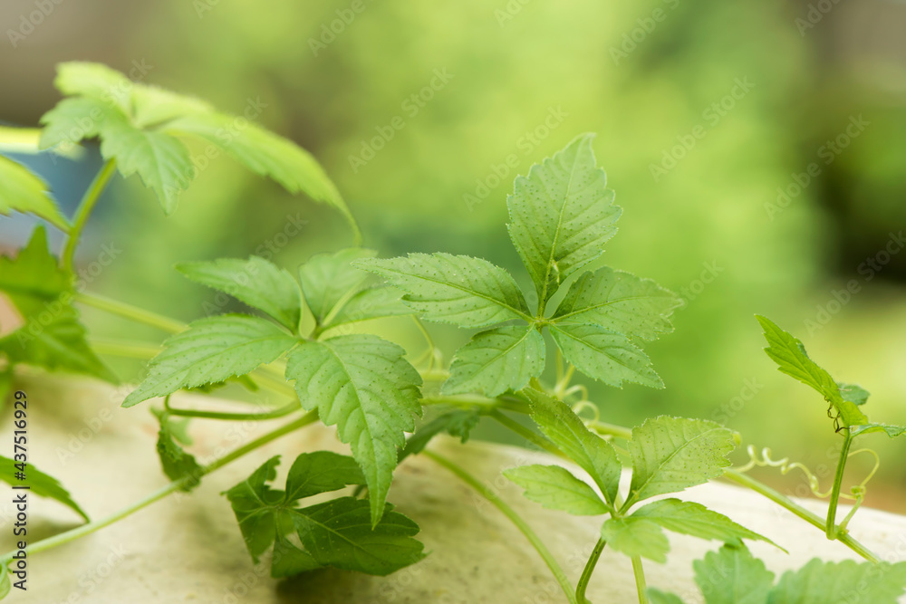 Gynostemma pentaphyllum or jiaoguland branch green leaves on nature background. Gynostemma pentaphyllum or jiaoguland branch green leaves on nature background.