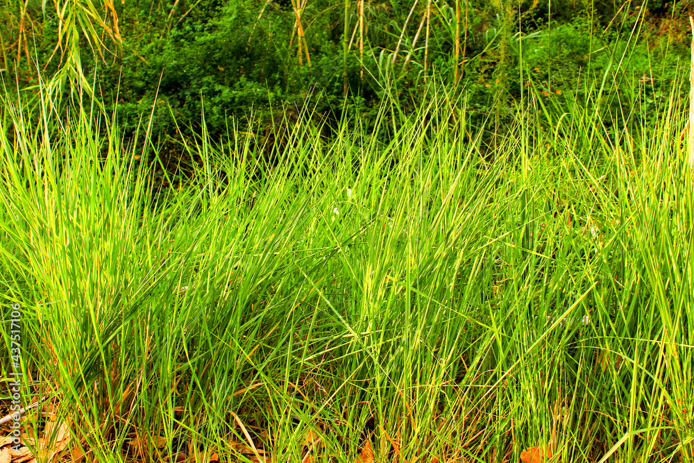 Beautiful Green leaf texture in the forest Beautiful Green leaf texture in the forest