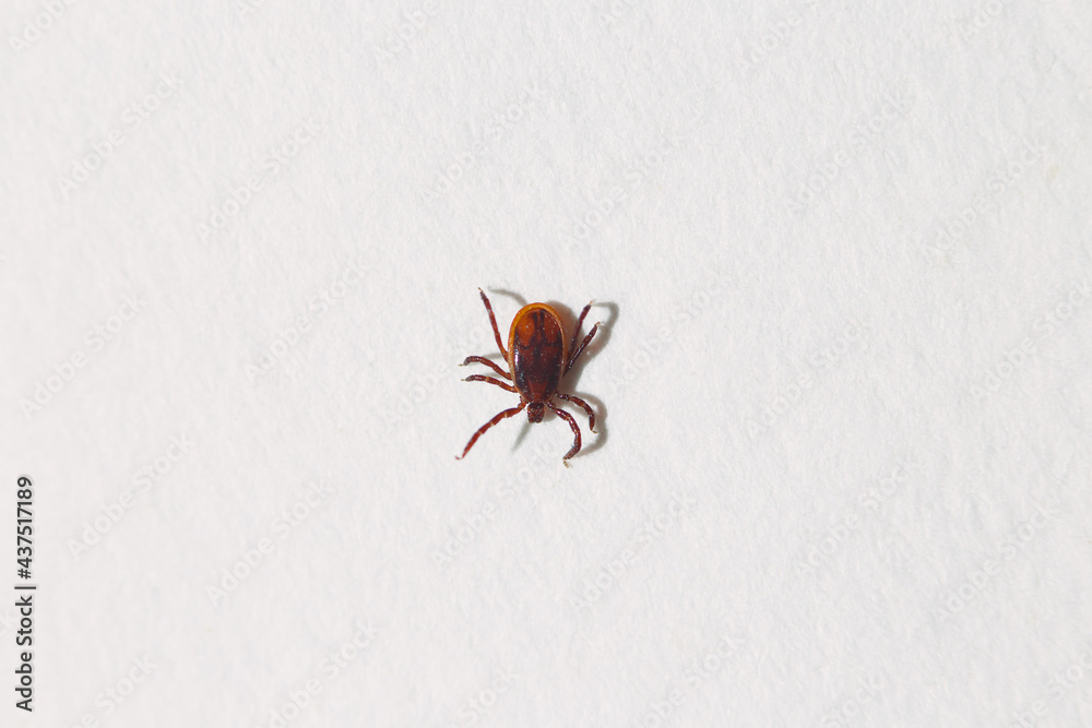 A tick crawls on a white sheet of paper. A closeup of a tick. A photo with a shallow depth of field. A tick crawls on a white sheet of paper. A closeup of a tick. A photo with a shallow depth of field.