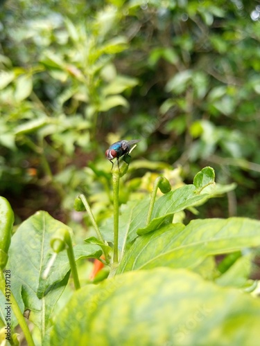 dragonfly on a flower