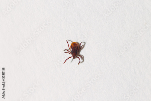 A tick crawls on a white sheet of paper. A closeup of a tick. A photo with a shallow depth of field.