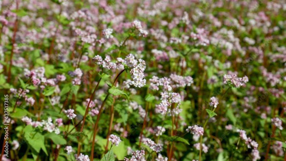 Colorful Buckwheat flowers in the field, in Nepali village Colorful Buckwheat flowers in the field, in Nepali village