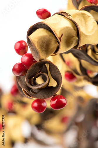 Red sandalwood tree  sandalwood tree  bead tree  coralwood tree or adenanthera pavonina fruits isolated on white background.