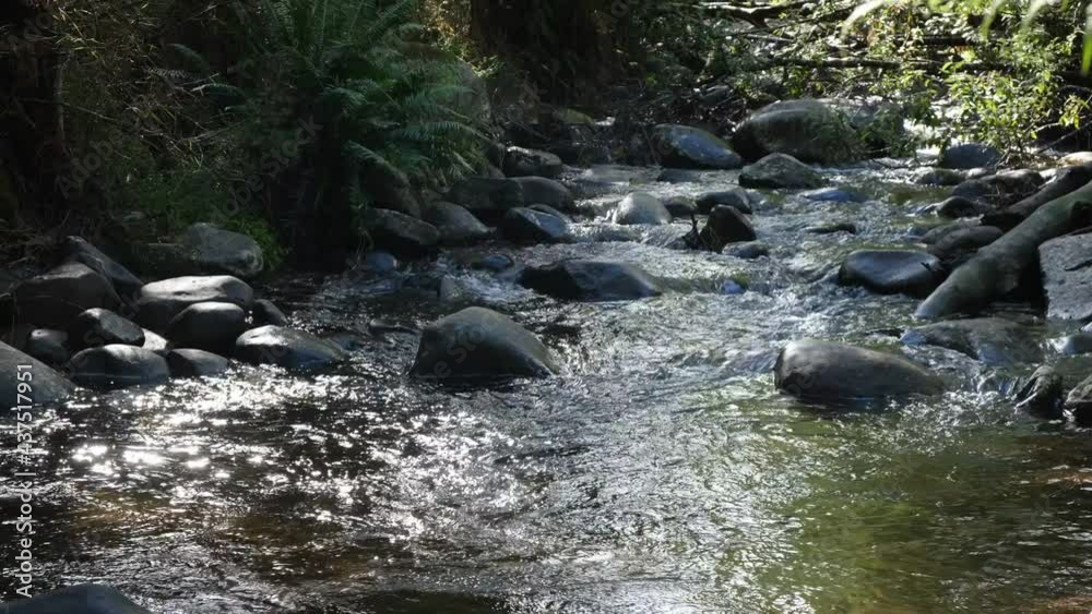 Australian Cool Climate Forest Landscapes Of Victoria, Australia Australian Cool Climate Forest Landscapes Of Victoria, Australia