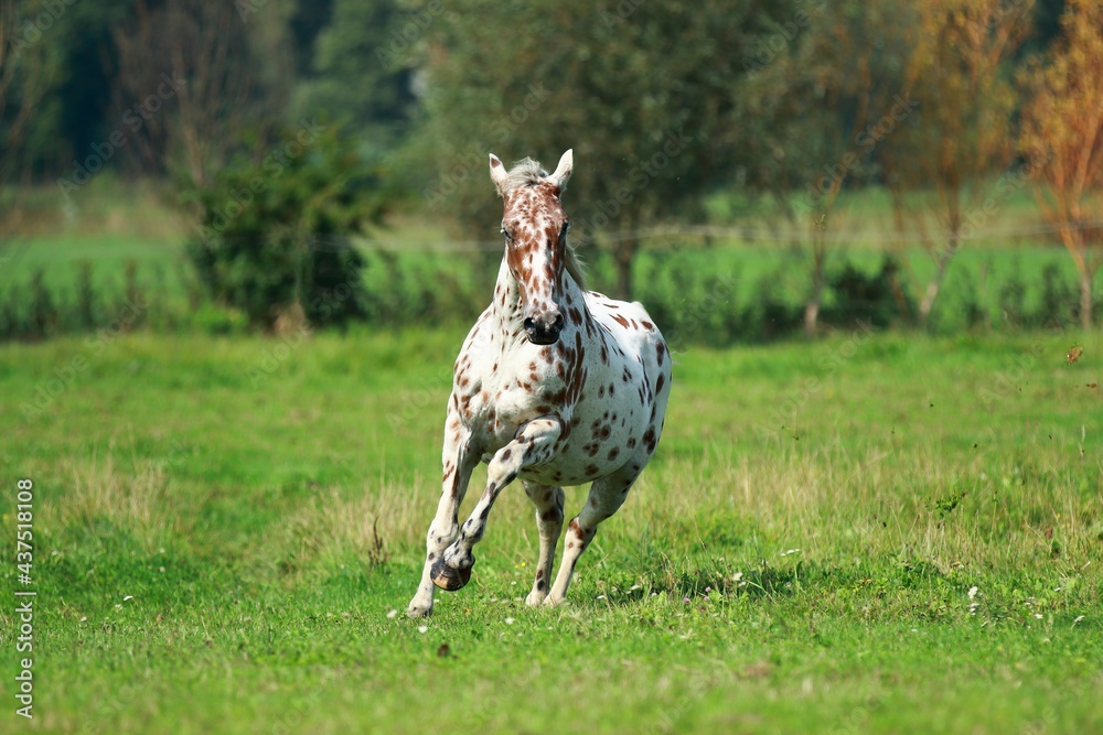 Fototapeta premium Knabstrupper