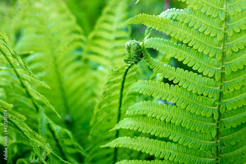 bright green young shoots of ferns in shallow DOF